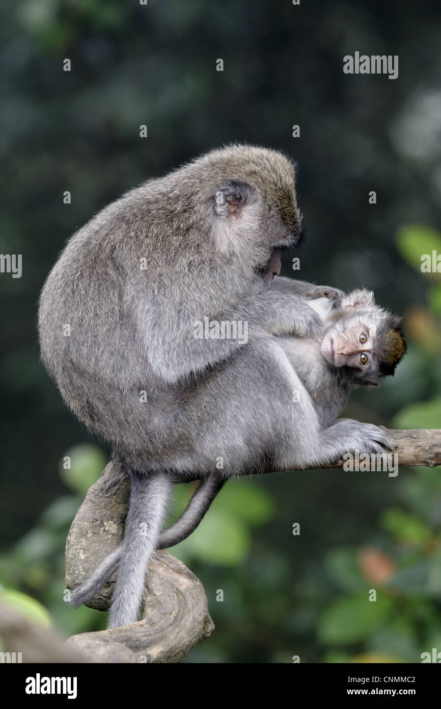 Manger du crabe Macaque (Macaca fascicularis) toilettage femelles adultes, assis sur les jeunes, la direction générale de l'Indonésie, Mars Banque D'Images