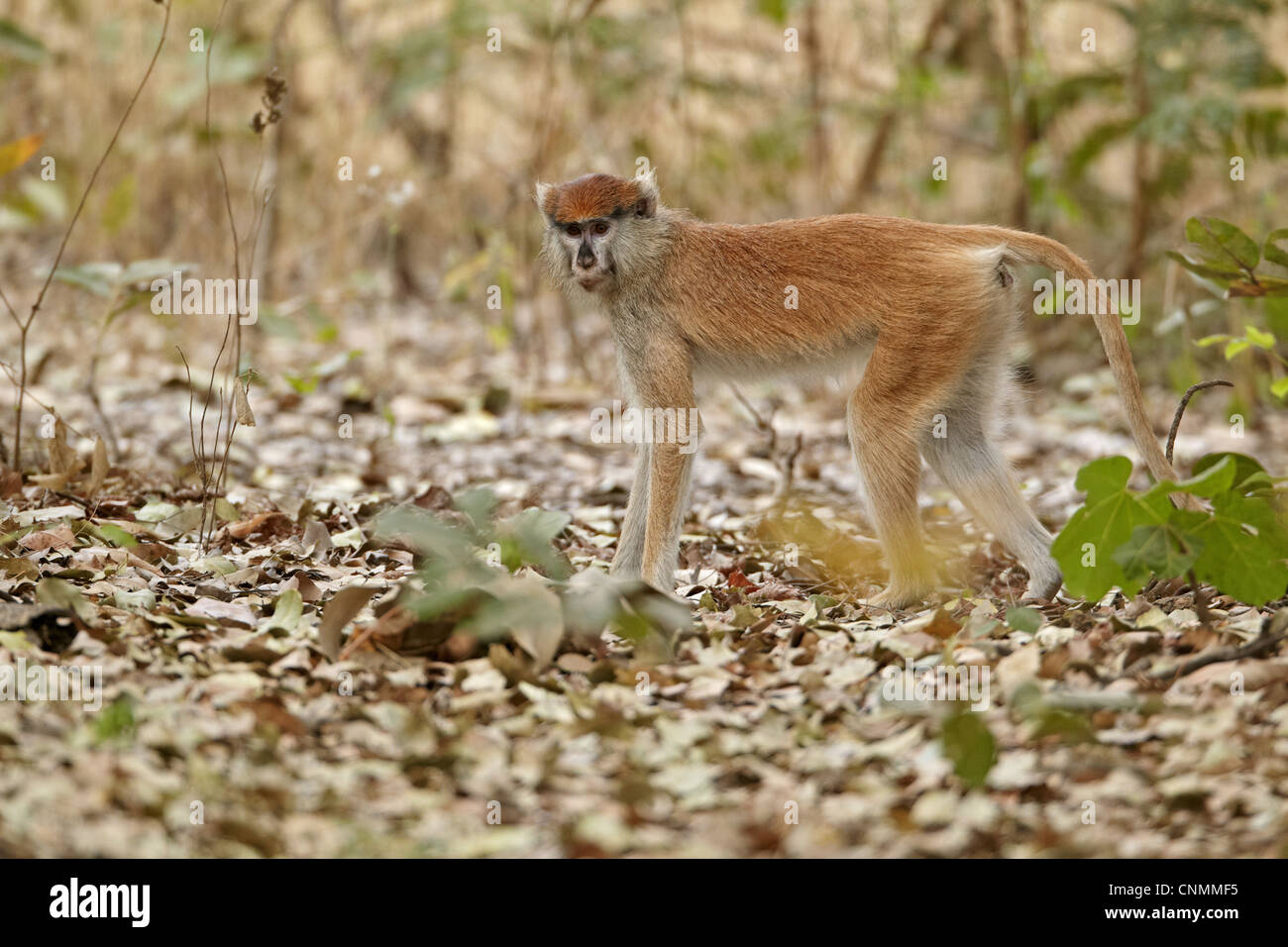 Patas Monkey (Eythrocebus patas) femelle immature, debout sur des feuilles mortes, près de Toubacouta, Sénégal, janvier Banque D'Images