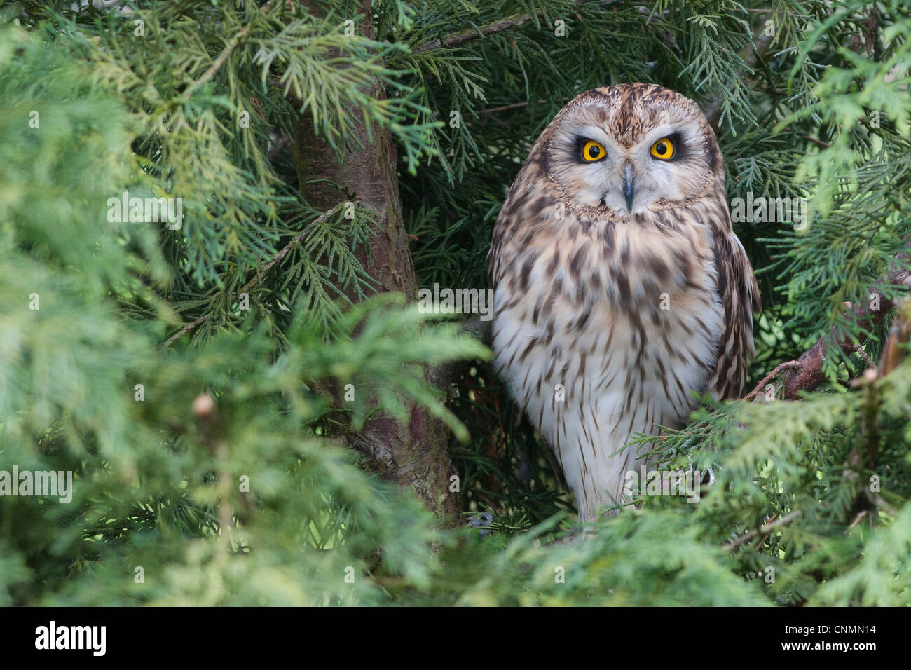 Le hibou des marais (Asio flammeus) Banque D'Images