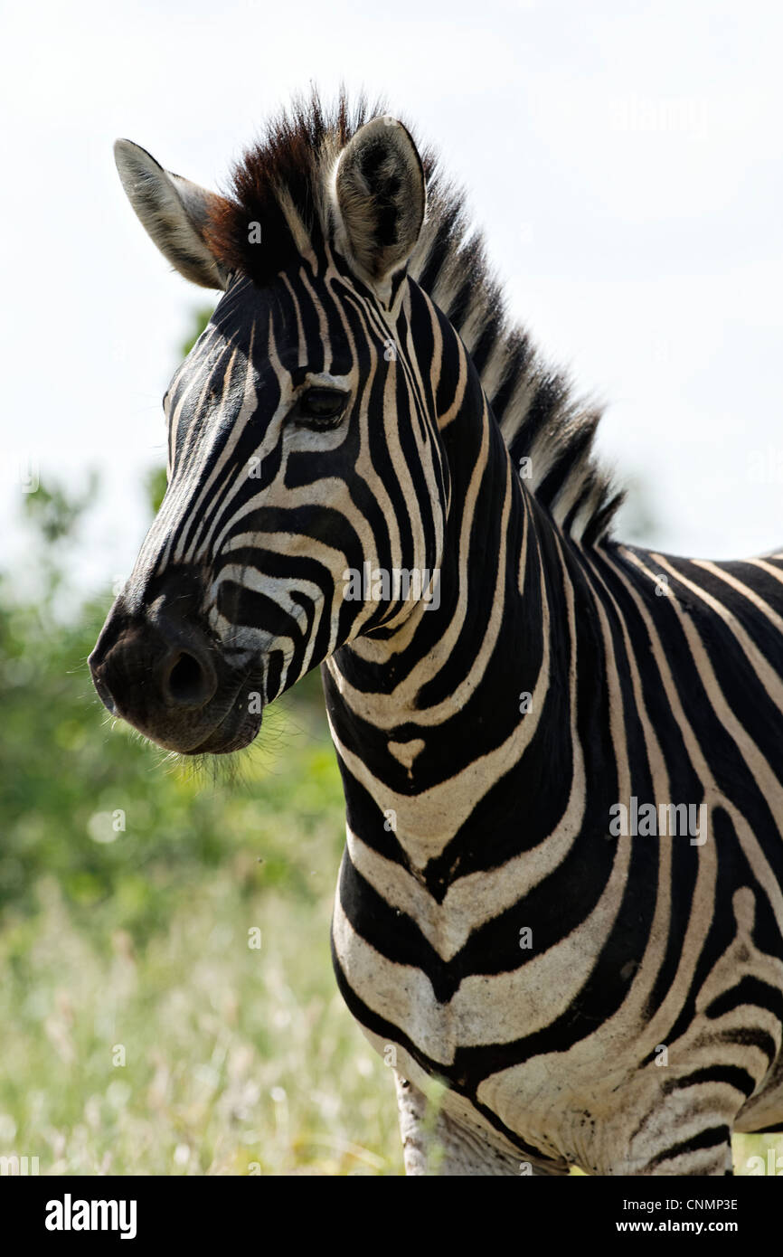 Portrait d'un zèbre ( Miscanthus sinensis Zebrinus ), Kruger National Park, Afrique du Sud Banque D'Images