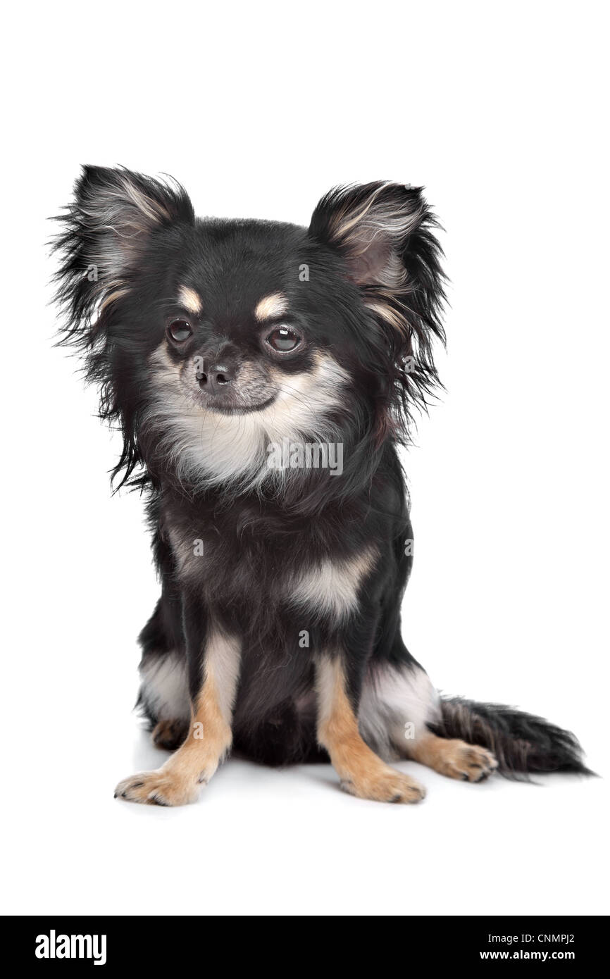 Longhaired chihuahua Banque de photographies et d’images à haute
