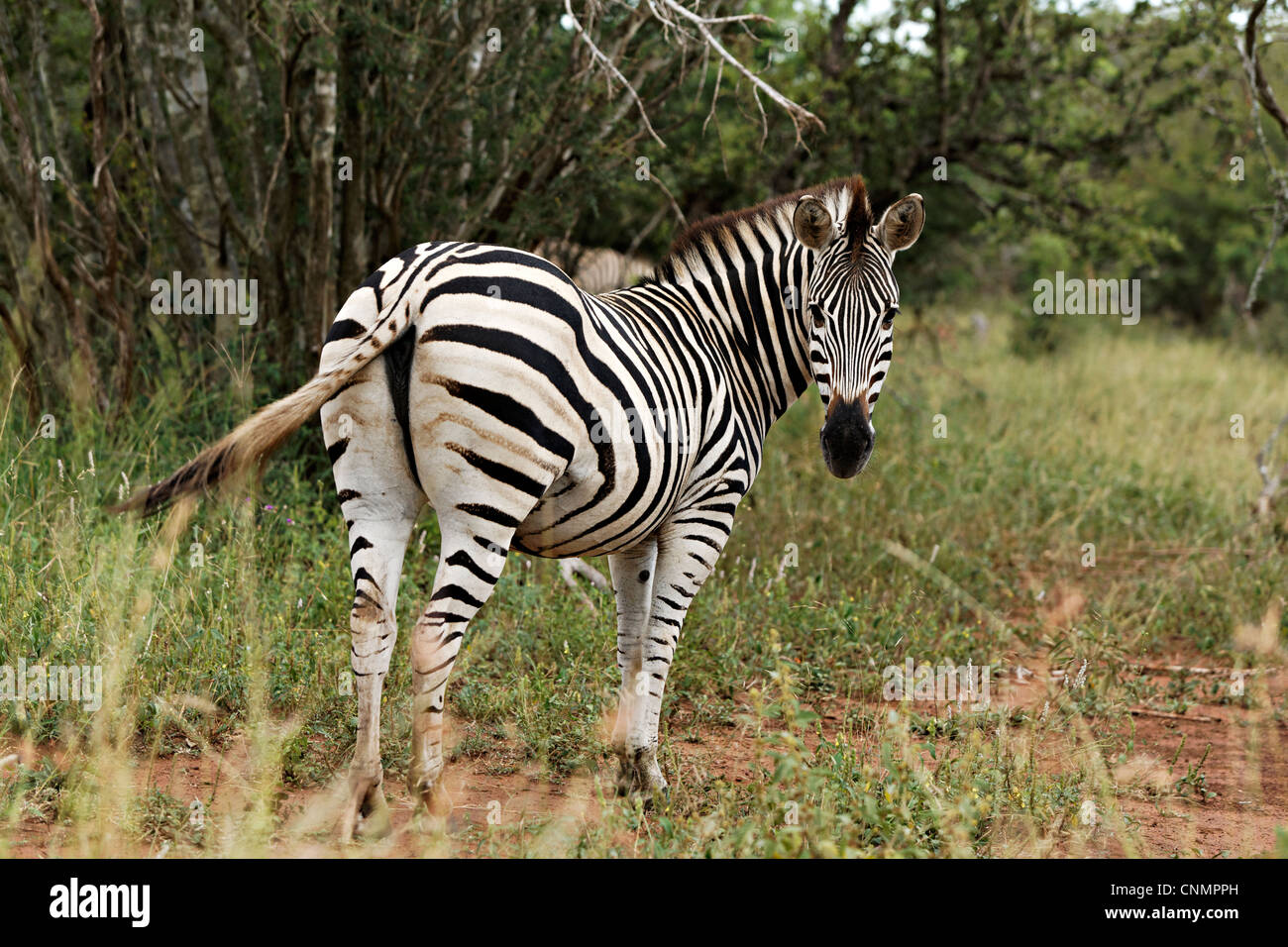 Portrait d'un zèbre ( Miscanthus sinensis Zebrinus ), Kruger National Park, Afrique du Sud Banque D'Images