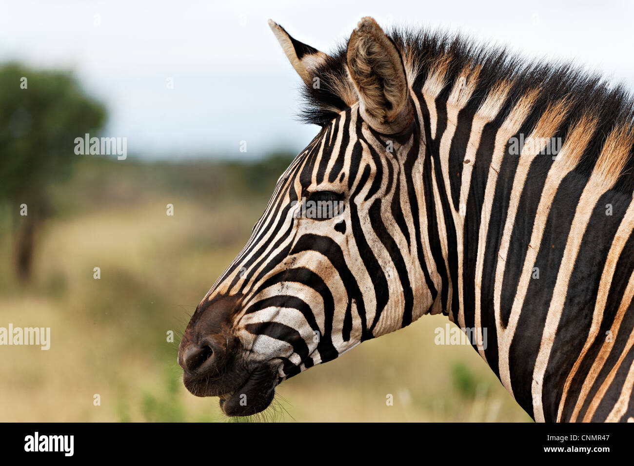 Portrait d'un zèbre ( Miscanthus sinensis Zebrinus ), Kruger National Park, Afrique du Sud Banque D'Images