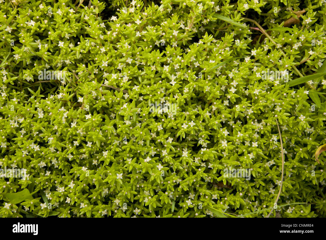Nouvelle Zélande (Pygmyweed Crassula helmsii) introduit les mauvaises herbes envahissantes, la floraison, Northumberland, Angleterre, juillet Banque D'Images