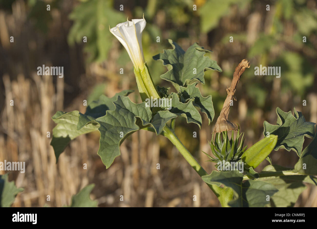 Thorn Apple Datura stramonium espèces introduites close-up de plus en plus les fruits en fleurs champ de chaumes septembre dans le Nord de l'Espagne Banque D'Images