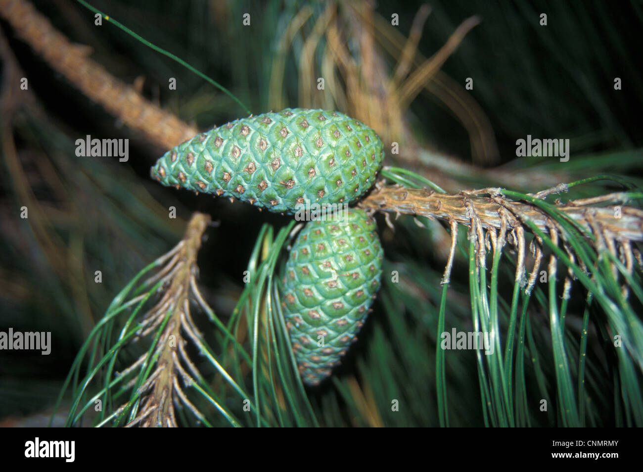 Fruits Pinus patula Banque D'Images