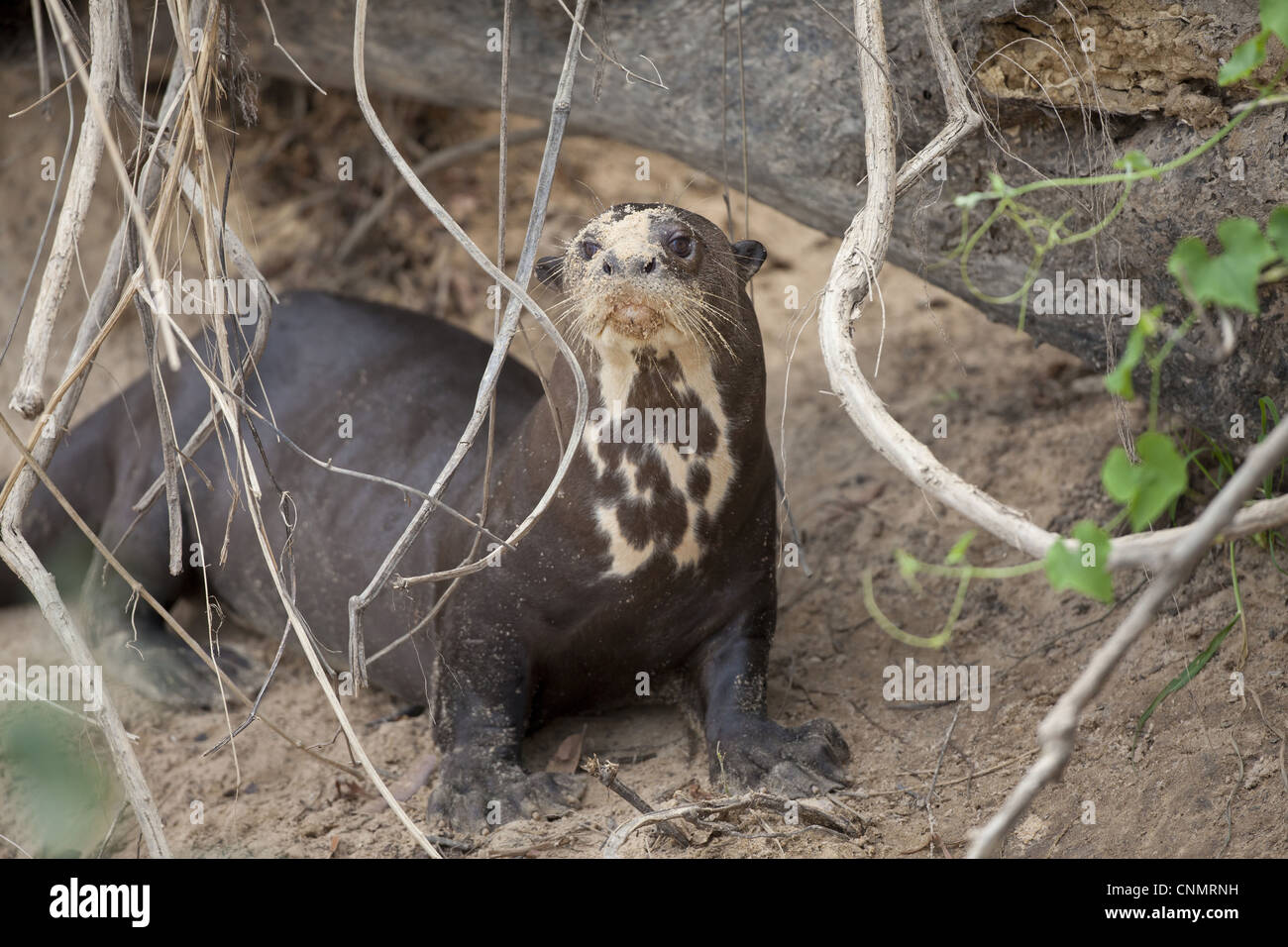 La loutre géante (Pteronura brasiliensis) adulte, debout sur la rive, fleuve Paraguay, Pantanal, Mato Grosso, Brésil Banque D'Images