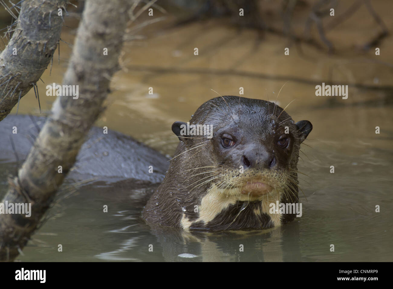 La loutre géante (Pteronura brasiliensis), adultes en rivière, fleuve Paraguay, Pantanal, Mato Grosso, Brésil Banque D'Images