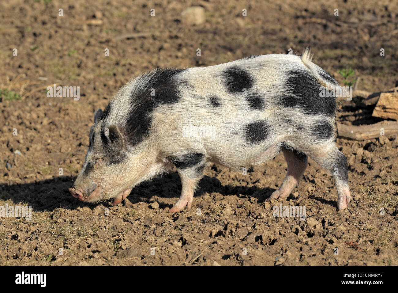 Porc domestique, cochon Miniature, sanglier, marche sur la boue, l'Odenwald, Allemagne Banque D'Images