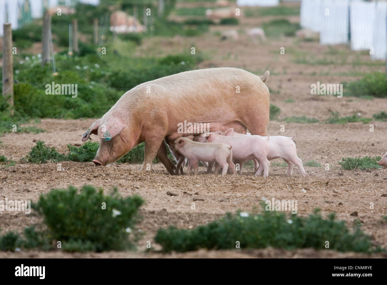 Porc domestique, Large White X Landrace x Duroc, freerange semer avec porcelets, l'allaitement, sur l'unité extérieure, en Angleterre, juin Banque D'Images