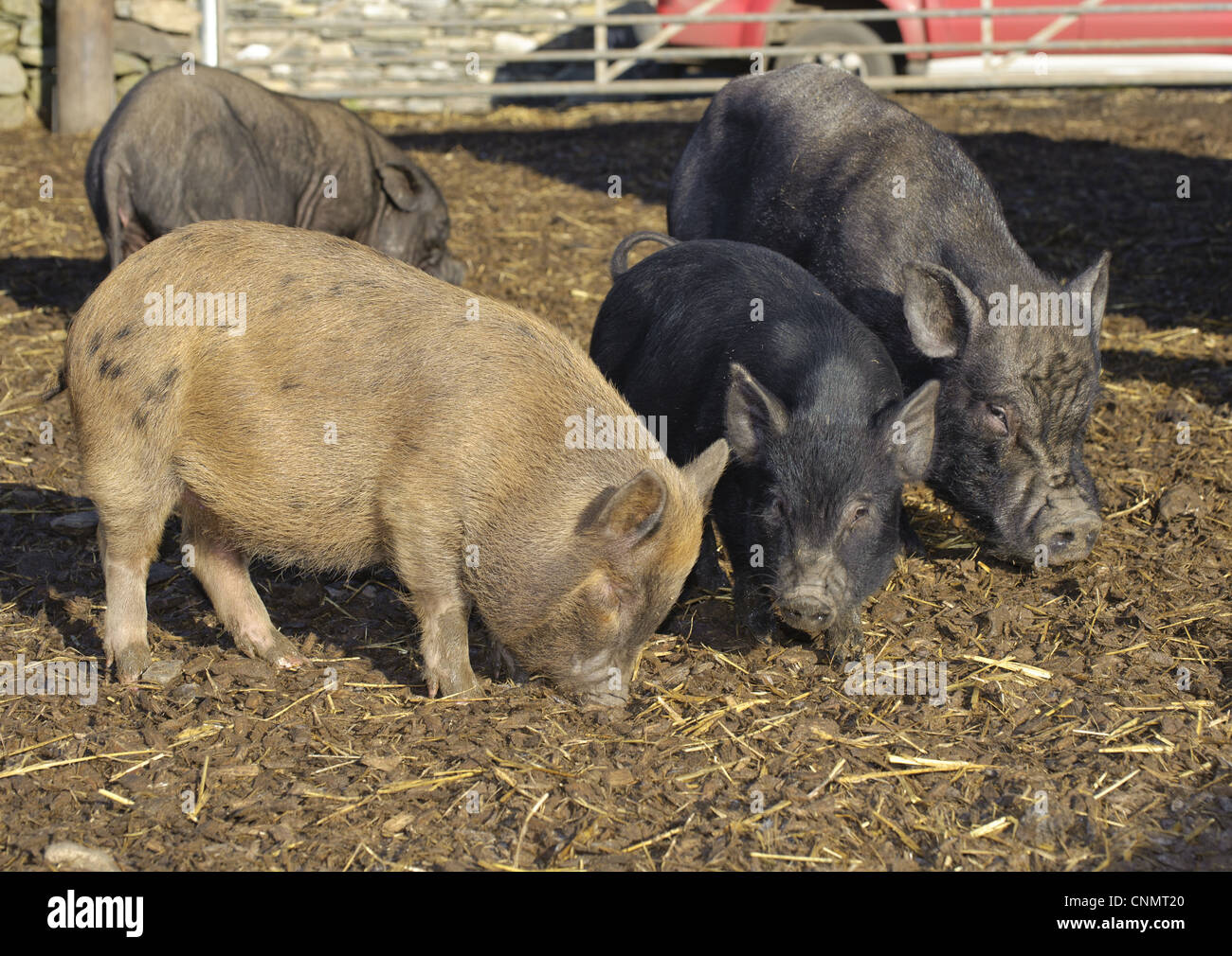 Porc domestique, cochon vietnamien Micro (pot-bellied cross) porcelets, Cumbria, Angleterre, novembre Banque D'Images