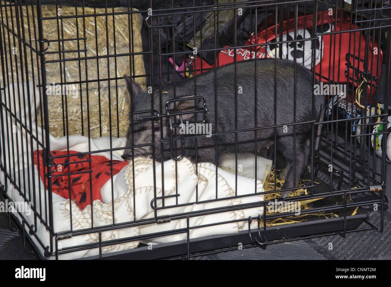 Porc domestique Micro pot-bellied vietnamien Porc porcelet croix dans la  cage de transport prêt à client Cumbria England novembre Photo Stock - Alamy