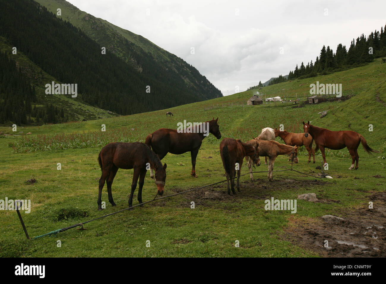 Juments et Poulains pâturage à côté de la yourte kirghize dans la vallée de Terskey Ala-Too Randonnées Jeti-Oguz, Tian Shan, Kirghizistan. Banque D'Images