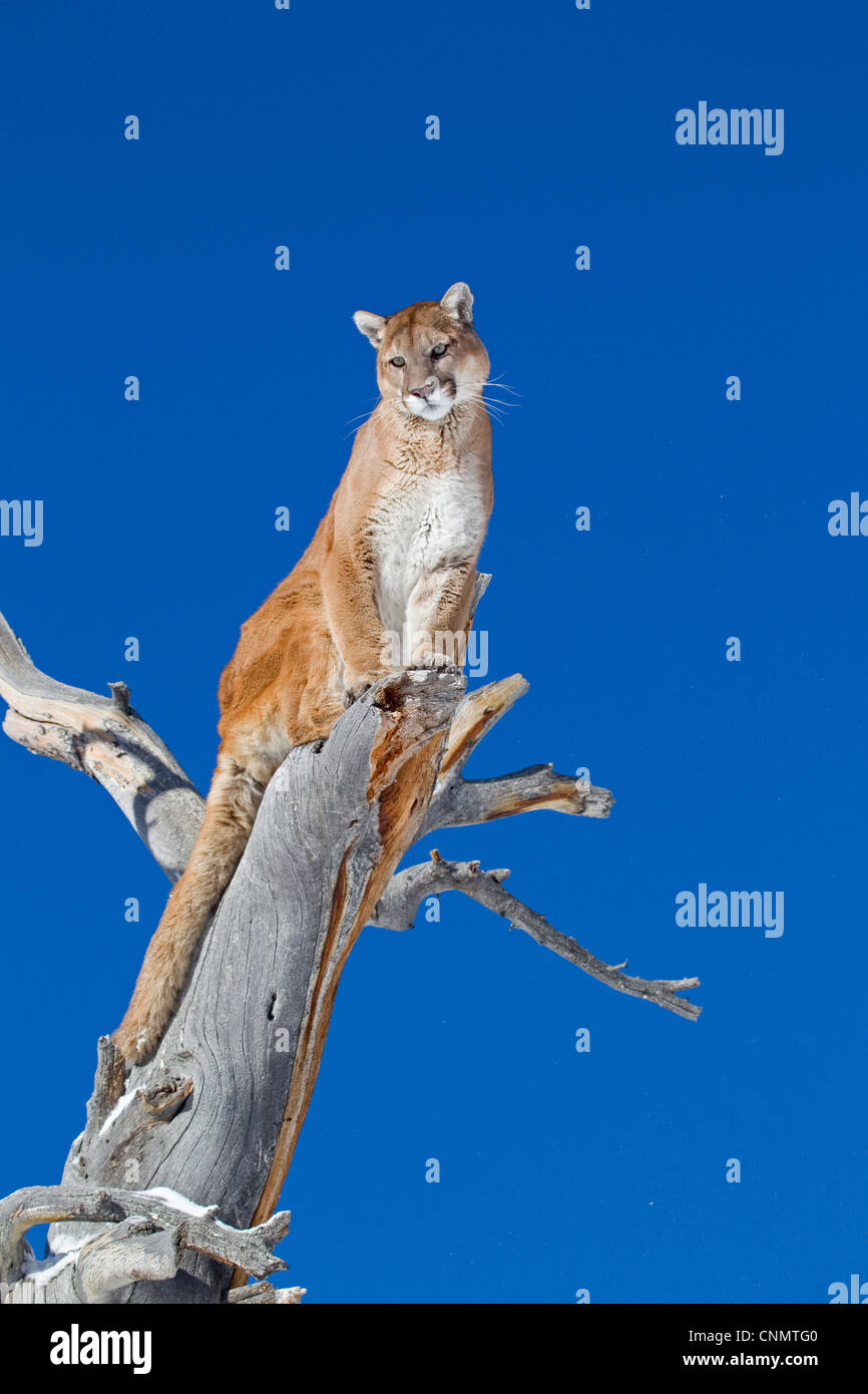 Puma (Felis concolor), adultes assis en arbre mort, montagnes Rocheuses, Montana, États-Unis d'Amérique, janvier (captifs) Banque D'Images