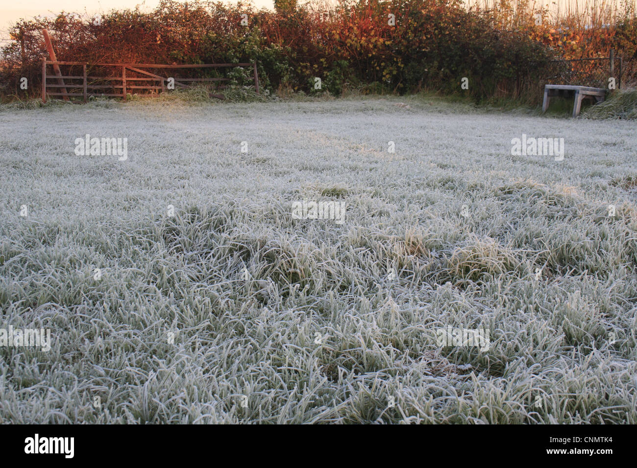 Frost couverts jardin pelouse au lever du soleil, Suffolk, Angleterre, novembre Banque D'Images