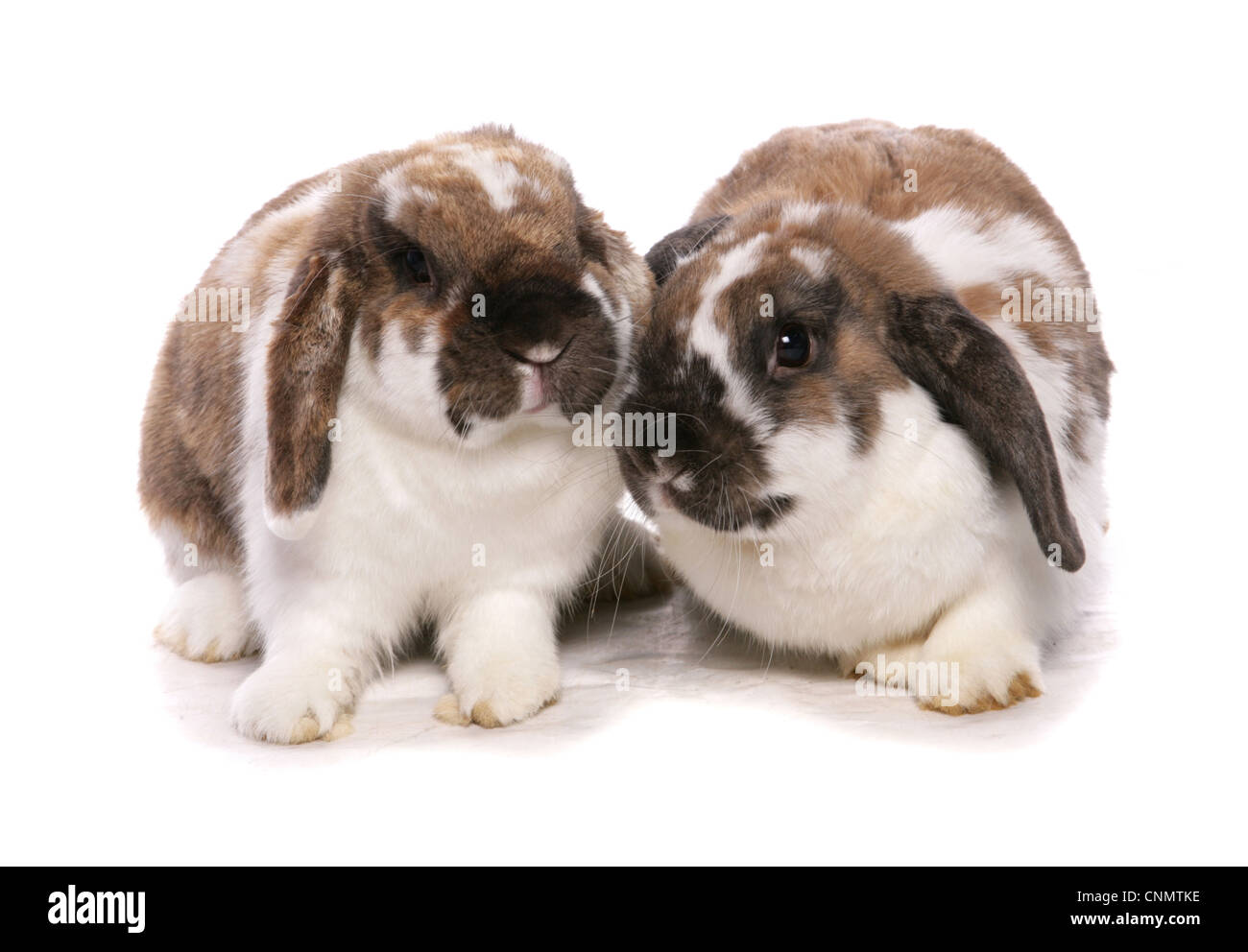 Lapin domestique, lop-hibou, deux adultes, assis Banque D'Images