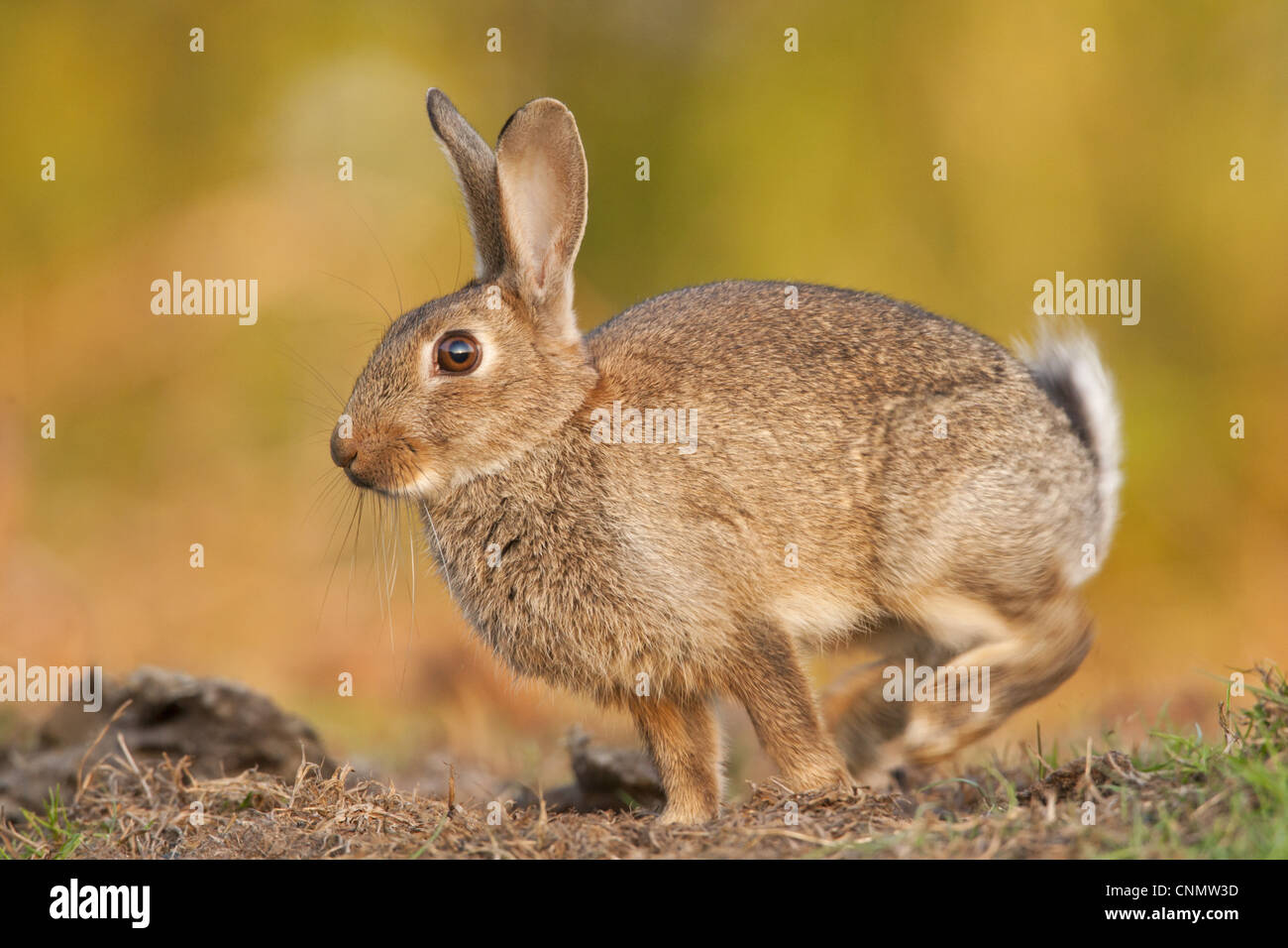 Lapin de garenne (Oryctolagus cuniculus), bruit sourd adultes sol avec les pattes de derrière, sur le bord des marais de pâturage, Norfolk, Angleterre, juillet Banque D'Images