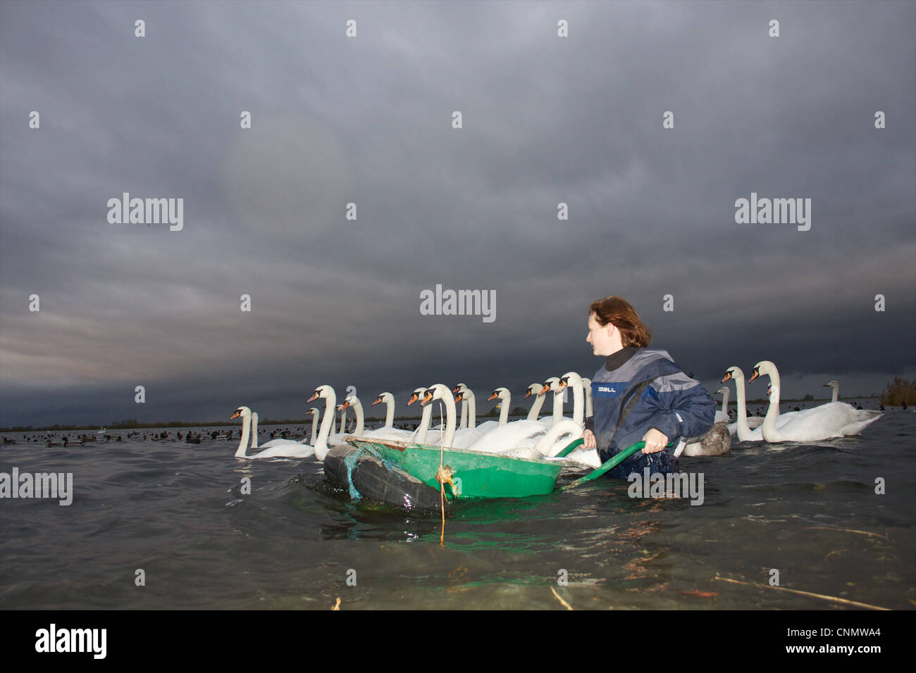 Swan se nourrissent à WWT Welney, Norfolk Banque D'Images