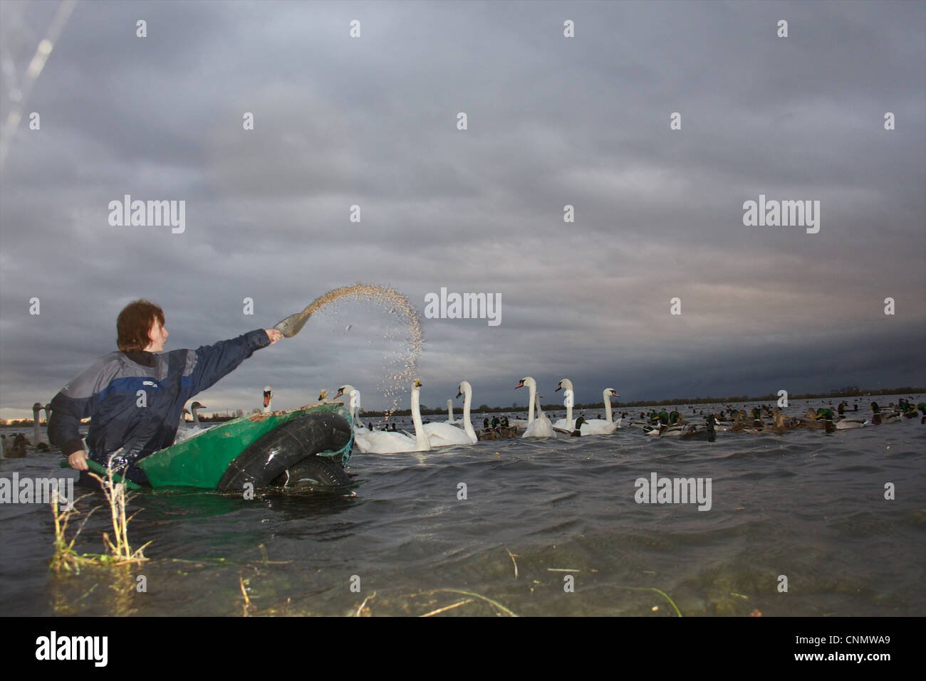 Swan se nourrissent à WWT Welney, Norfolk Banque D'Images