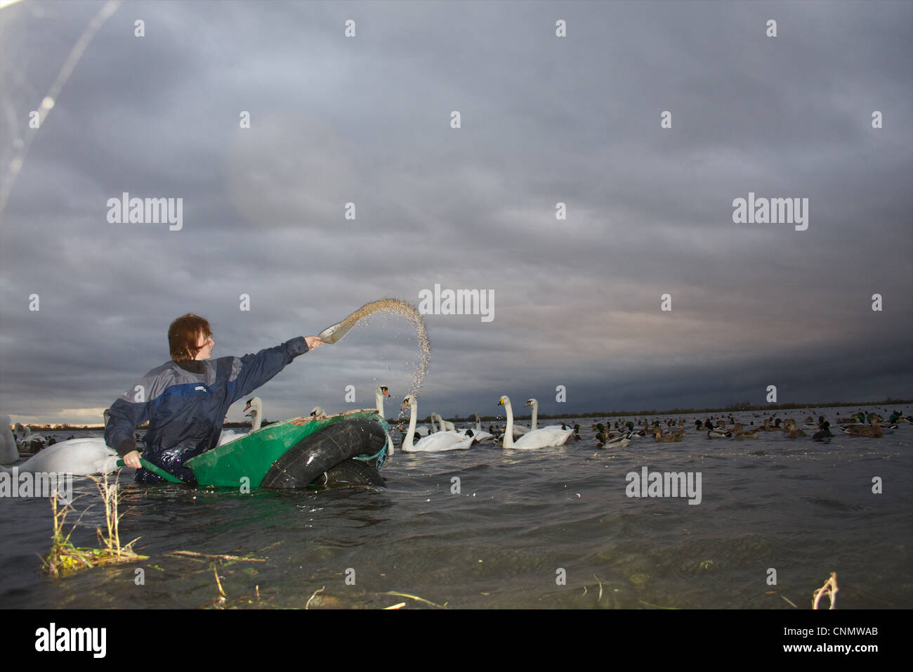 Swan se nourrissent à WWT Welney, Norfolk Banque D'Images