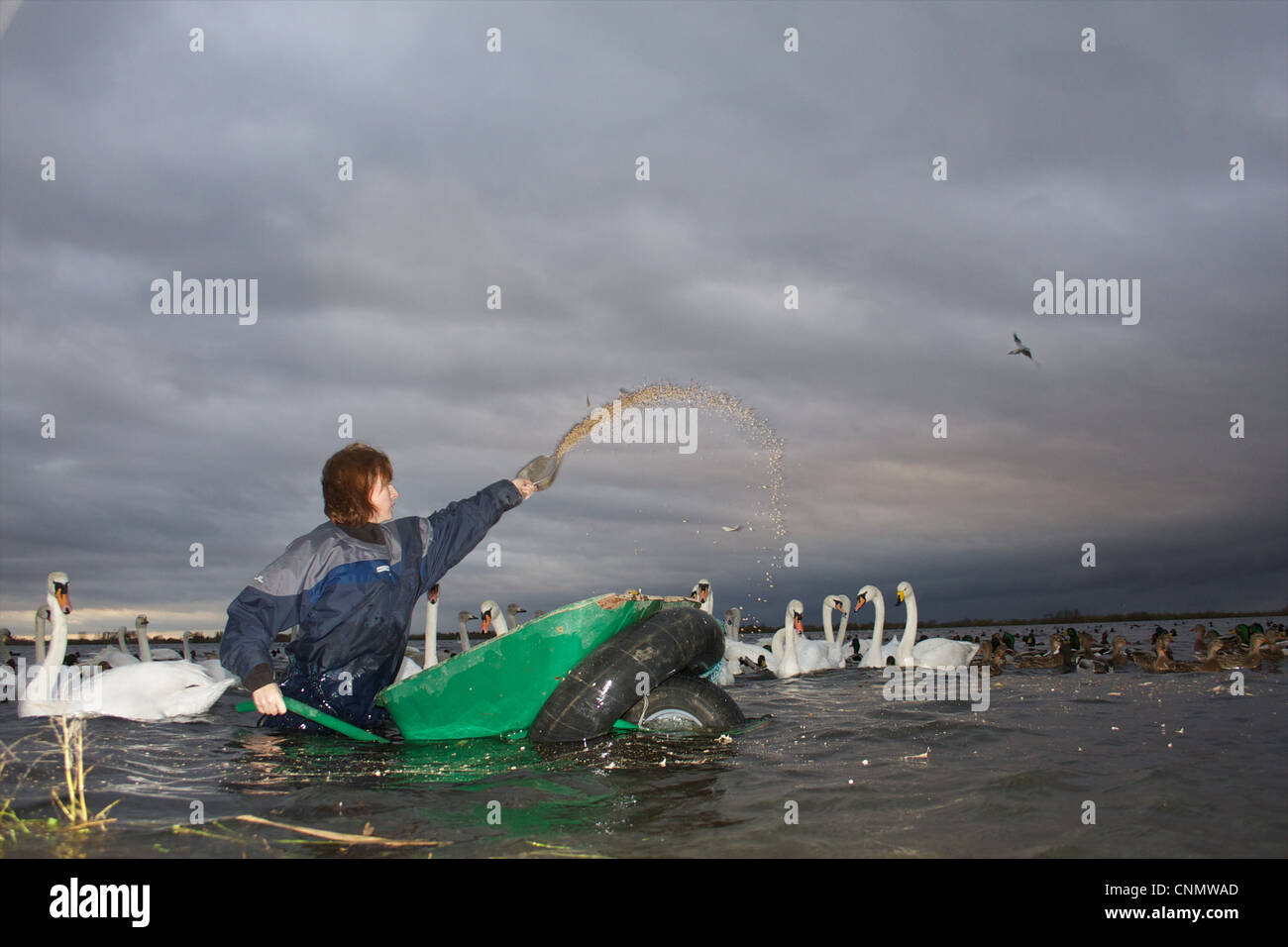 Swan se nourrissent à WWT Welney, Norfolk Banque D'Images