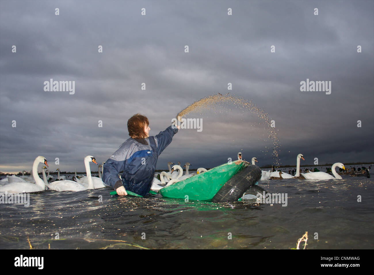 Swan se nourrissent à WWT Welney, Norfolk Banque D'Images