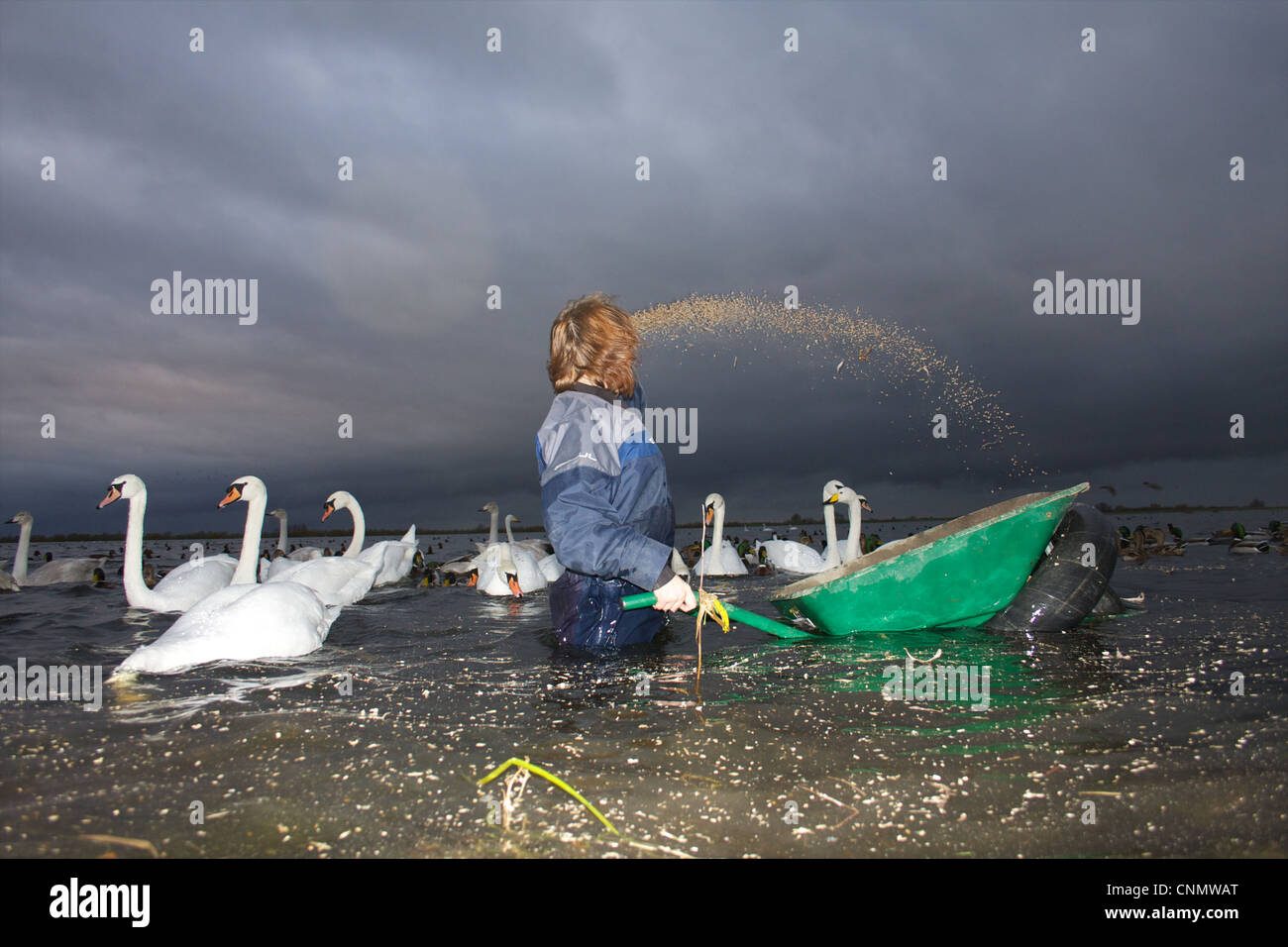 Swan se nourrissent à WWT Welney, Norfolk Banque D'Images