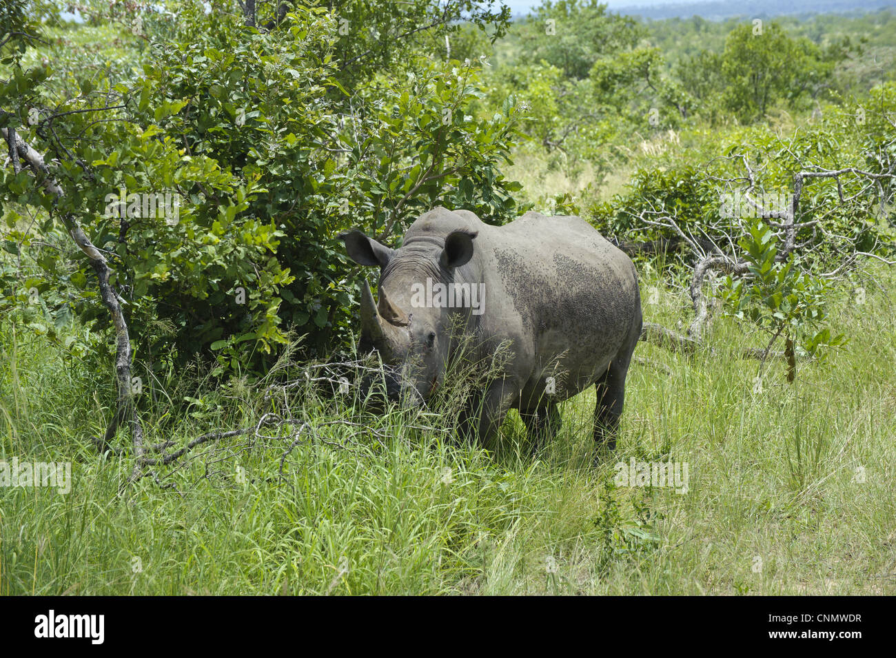 Le rhinocéros blanc (Ceratotherium simum) adulte, debout dans l'herbe haute, N.P., Kruger Mpumalanga, Afrique du Sud Banque D'Images