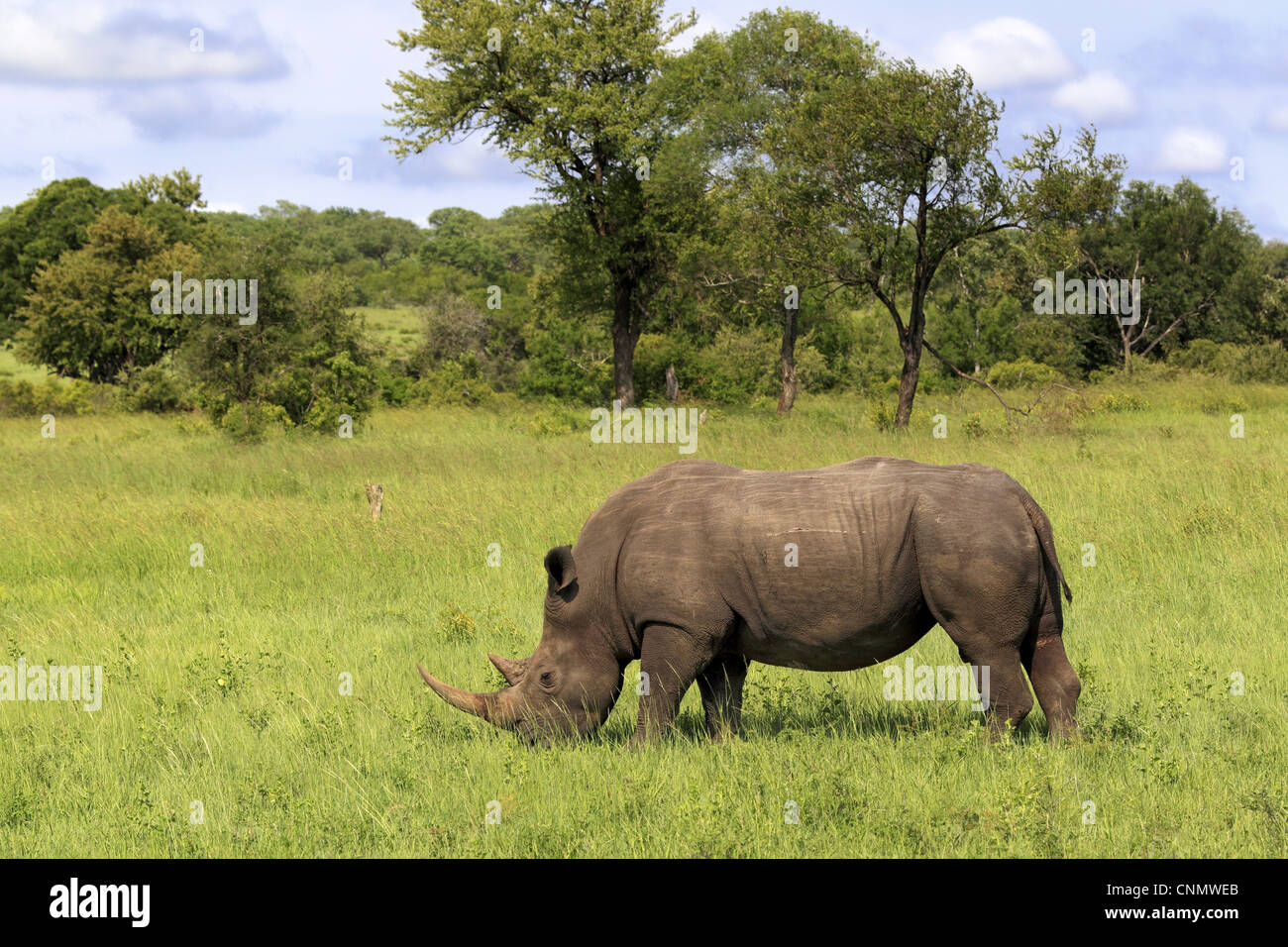 Rhinocéros blanc Ceratotherium simum alimentation adultes sur l'herbe dans l'habitat permanent Sabi Sabi Game Reserve Afrique du Sud Kruger N.P Banque D'Images