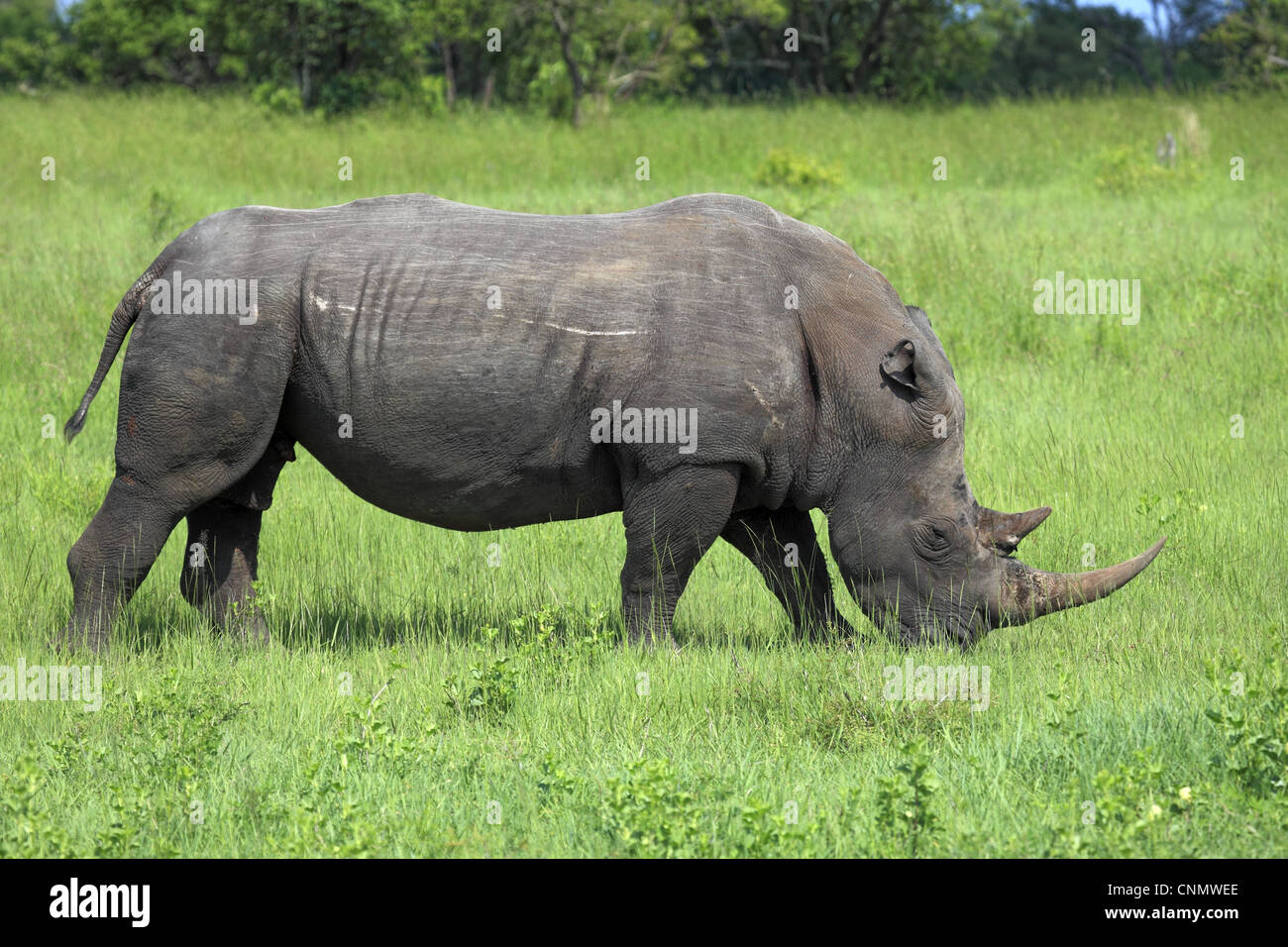 Le rhinocéros blanc (Ceratotherium simum), adultes se nourrissent d'herbe, Sabi Sabi Game Reserve, Kruger N.P., Afrique du Sud Banque D'Images