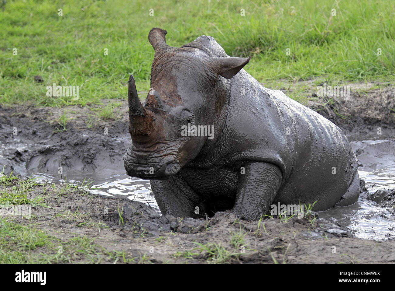 Le rhinocéros blanc (Ceratotherium simum) adulte, se vautrer dans la piscine boueuse, Sabi Sabi Game Reserve, Kruger N.P., Afrique du Sud Banque D'Images