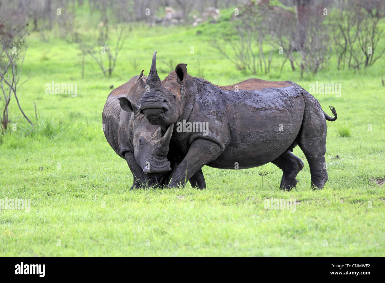 Le rhinocéros blanc (Ceratotherium simum) Deux hommes adultes, combats, Sabi Sabi Game Reserve, Kruger N.P., Afrique du Sud Banque D'Images