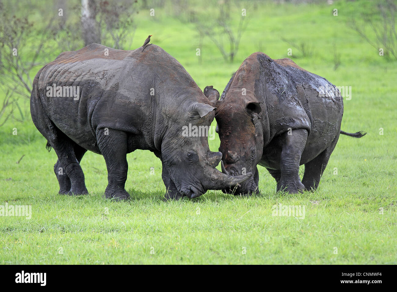 Le rhinocéros blanc (Ceratotherium simum) Deux hommes adultes, combats, Sabi Sabi Game Reserve, Kruger N.P., Afrique du Sud Banque D'Images