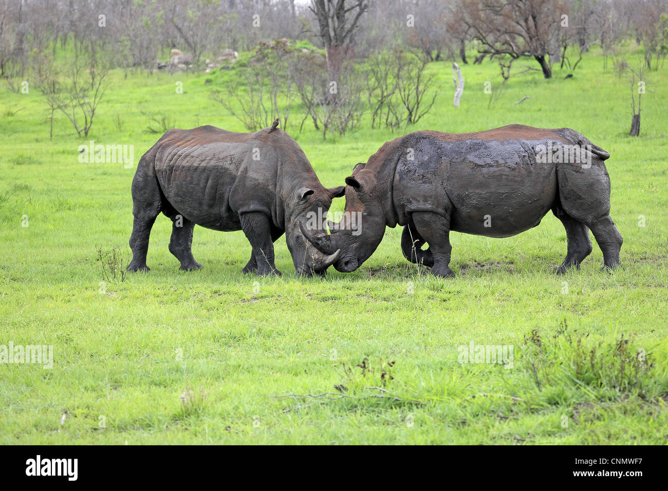 Le rhinocéros blanc (Ceratotherium simum) Deux hommes adultes, combats, Sabi Sabi Game Reserve, Kruger N.P., Afrique du Sud Banque D'Images