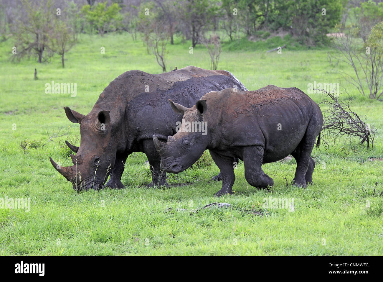 Rhinocéros blanc Ceratotherium simum immatures femelles adultes se nourrissent d'herbe Sabi Sabi Game Reserve Afrique du Sud Kruger N.P Banque D'Images