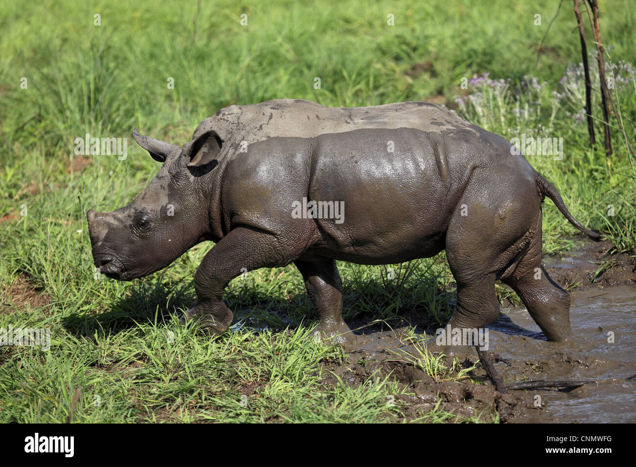 Le rhinocéros blanc (Ceratotherium simum) bébé, en sortant d'une piscine boueuse, Sabi Sabi Game Reserve, Kruger N.P., Afrique du Sud Banque D'Images