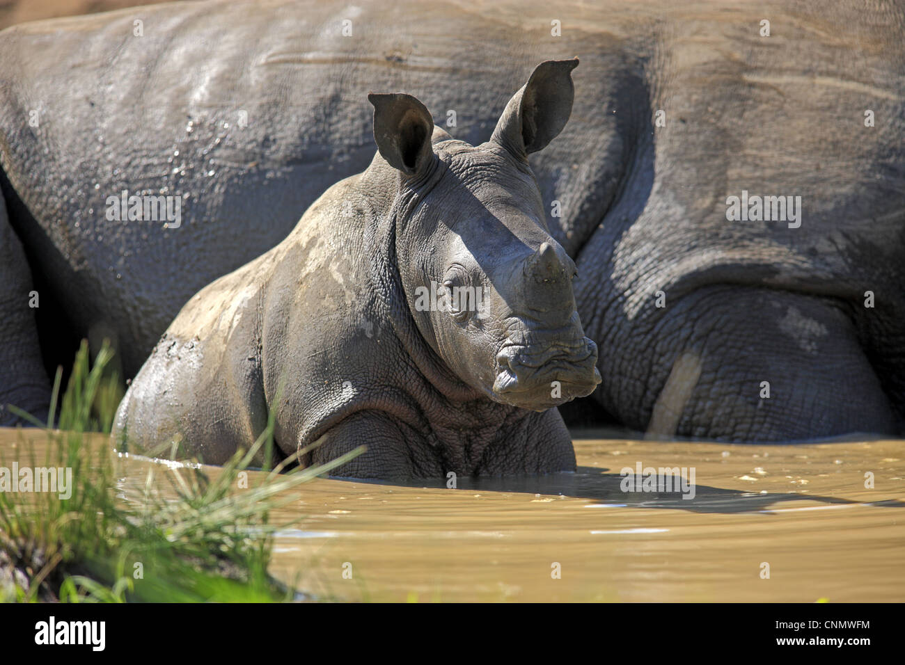 Rhinocéros blanc Ceratotherium simum bébé femelle adulte se vautrer dans la boue extérieure Sabi Sabi Game Reserve Afrique du Sud Kruger N.P Banque D'Images