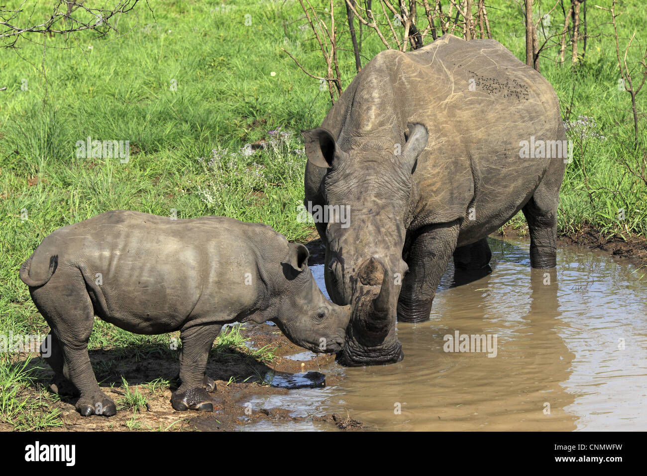 Rhinocéros blanc Ceratotherium simum femelle adulte bébé piscine boueuse potable Sabi Sabi Game Reserve Afrique du Sud Kruger N.P Banque D'Images