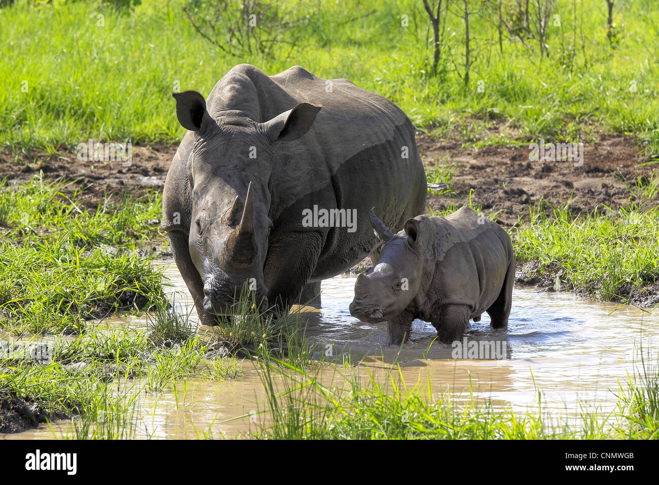 Rhinocéros blanc Ceratotherium simum baby femelles adultes dans la boue extérieure Sabi Sabi Game Reserve Afrique du Sud Kruger N.P Banque D'Images