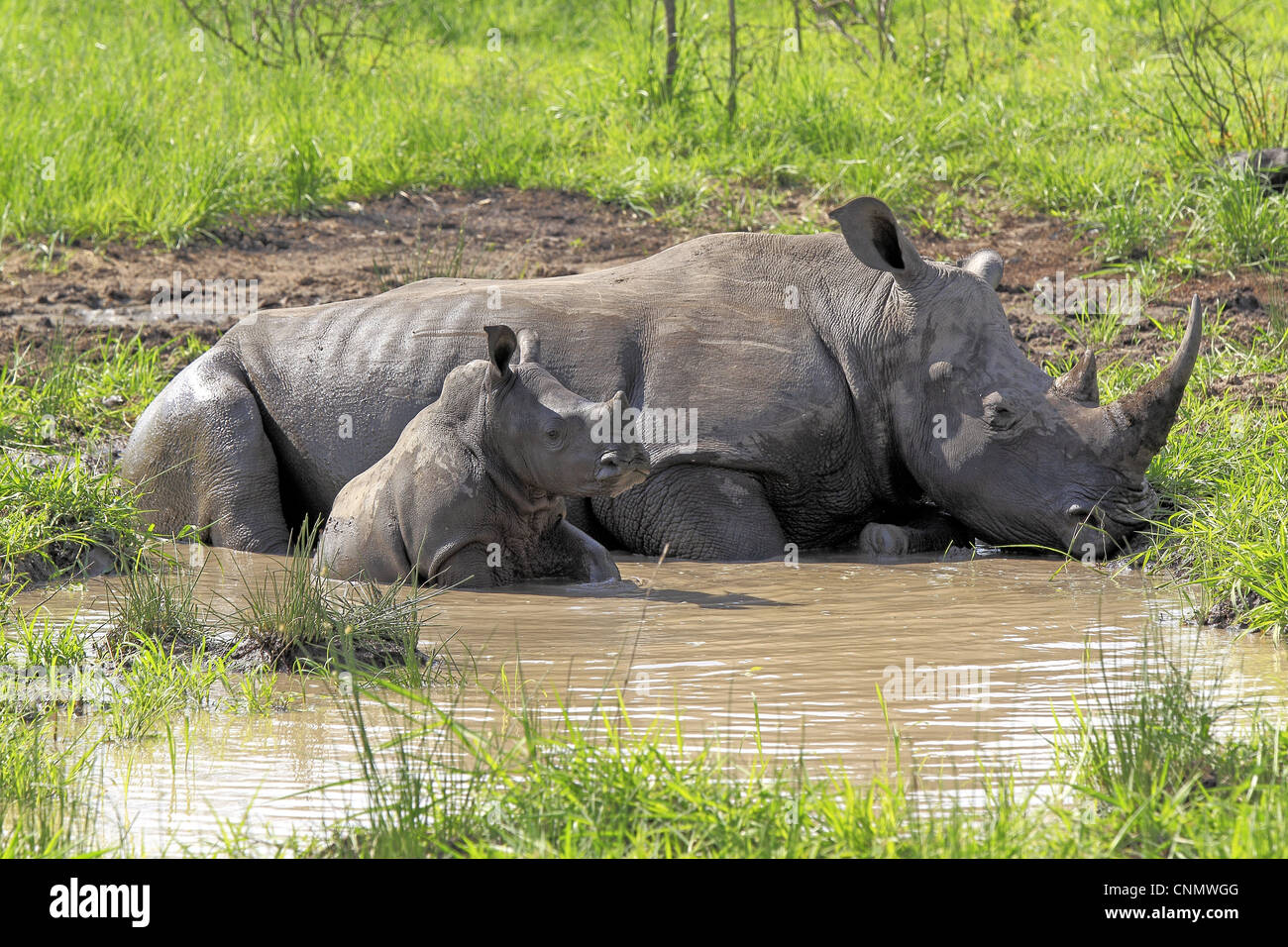 Rhinocéros blanc Ceratotherium simum bébé femelle adulte se vautrer dans la boue extérieure Sabi Sabi Game Reserve Afrique du Sud Kruger N.P Banque D'Images