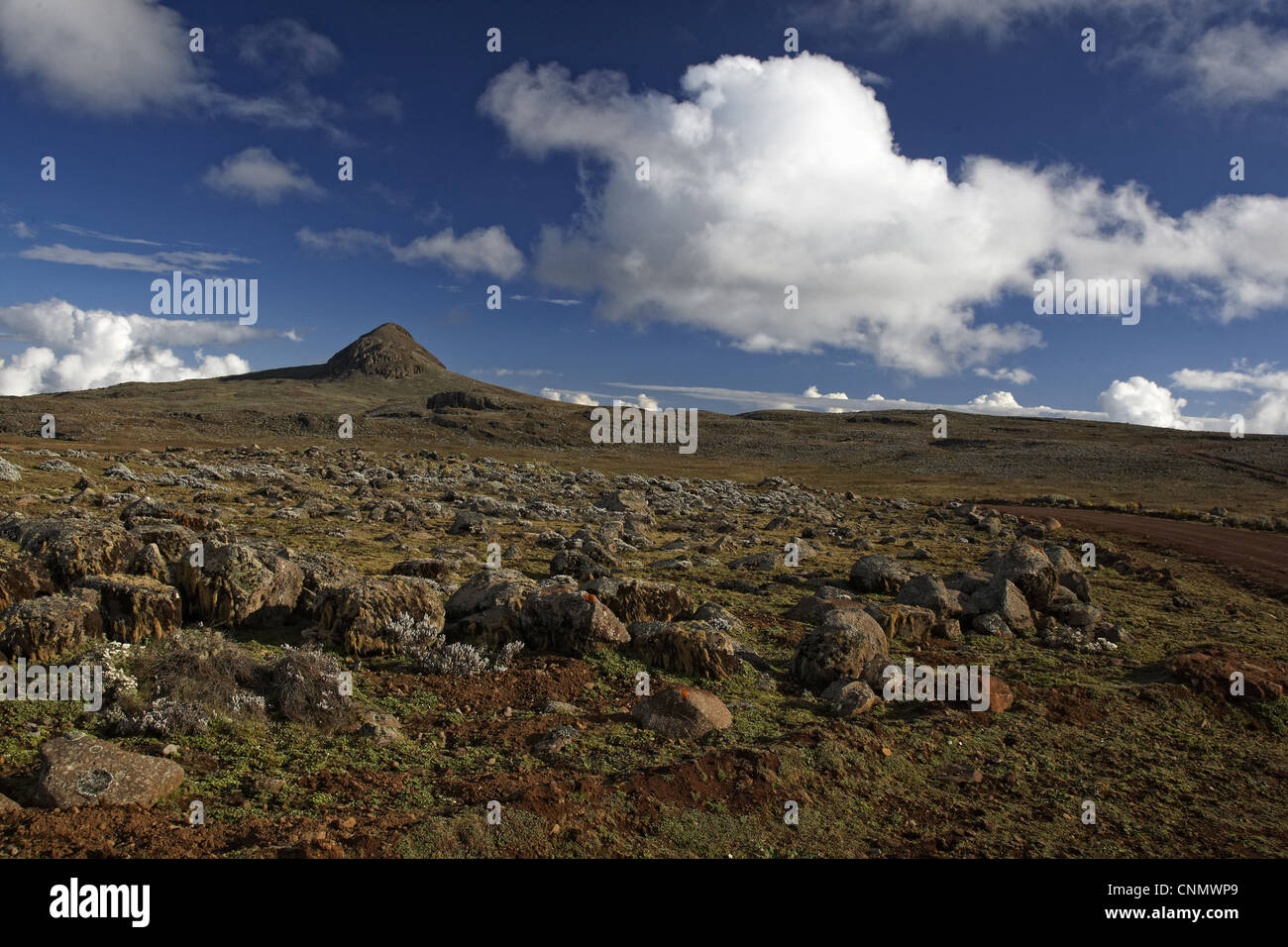 Vue de l'habitat afro-alpine, Plateau Sanetti, montagnes de balle N.P., Oromia, en Éthiopie Banque D'Images