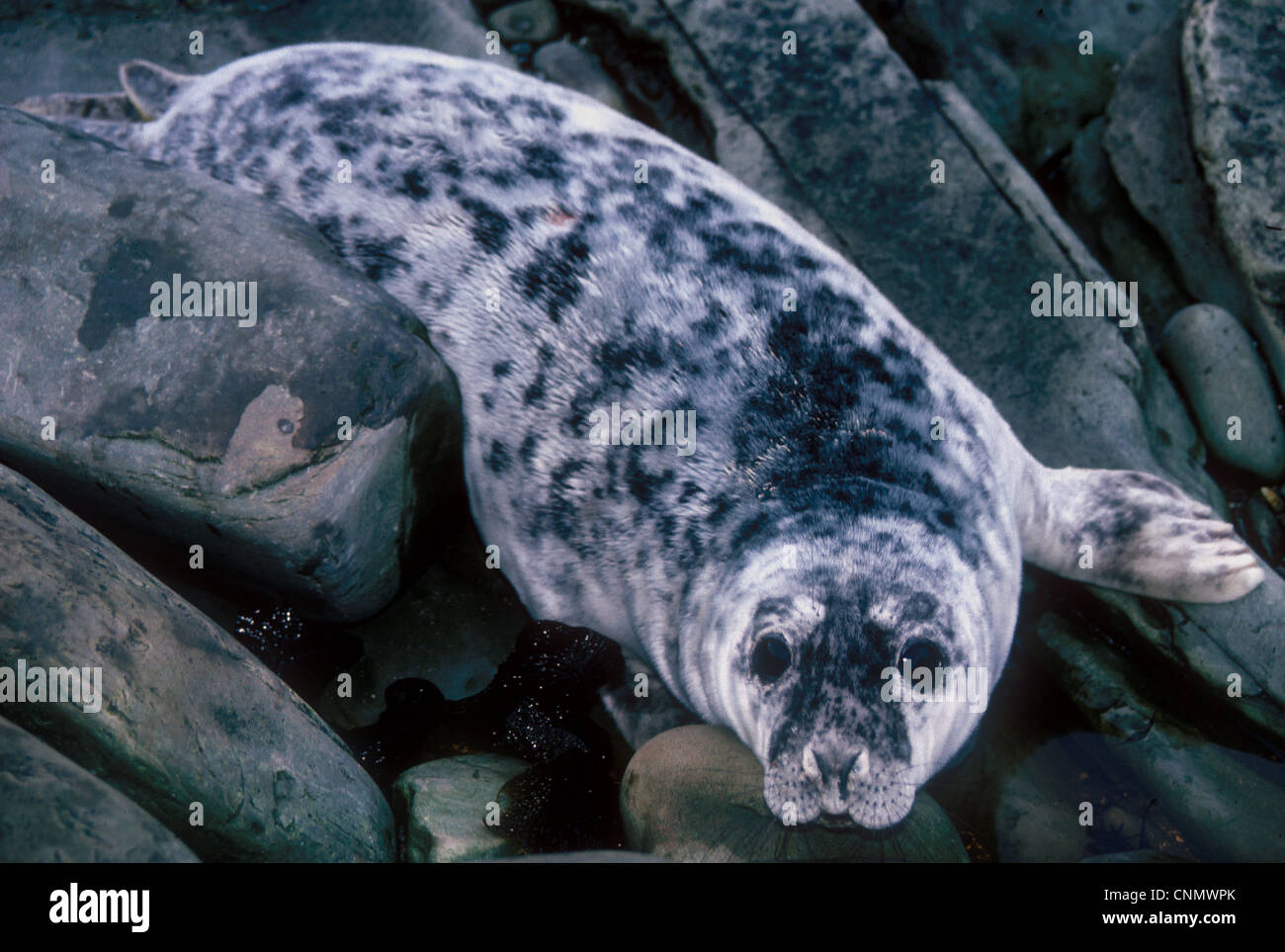 Phoque gris (Halichoerus grypus) seul pup mue, vers quatre-semaines, reposant sur des rochers, des Orcades, Ecosse Banque D'Images