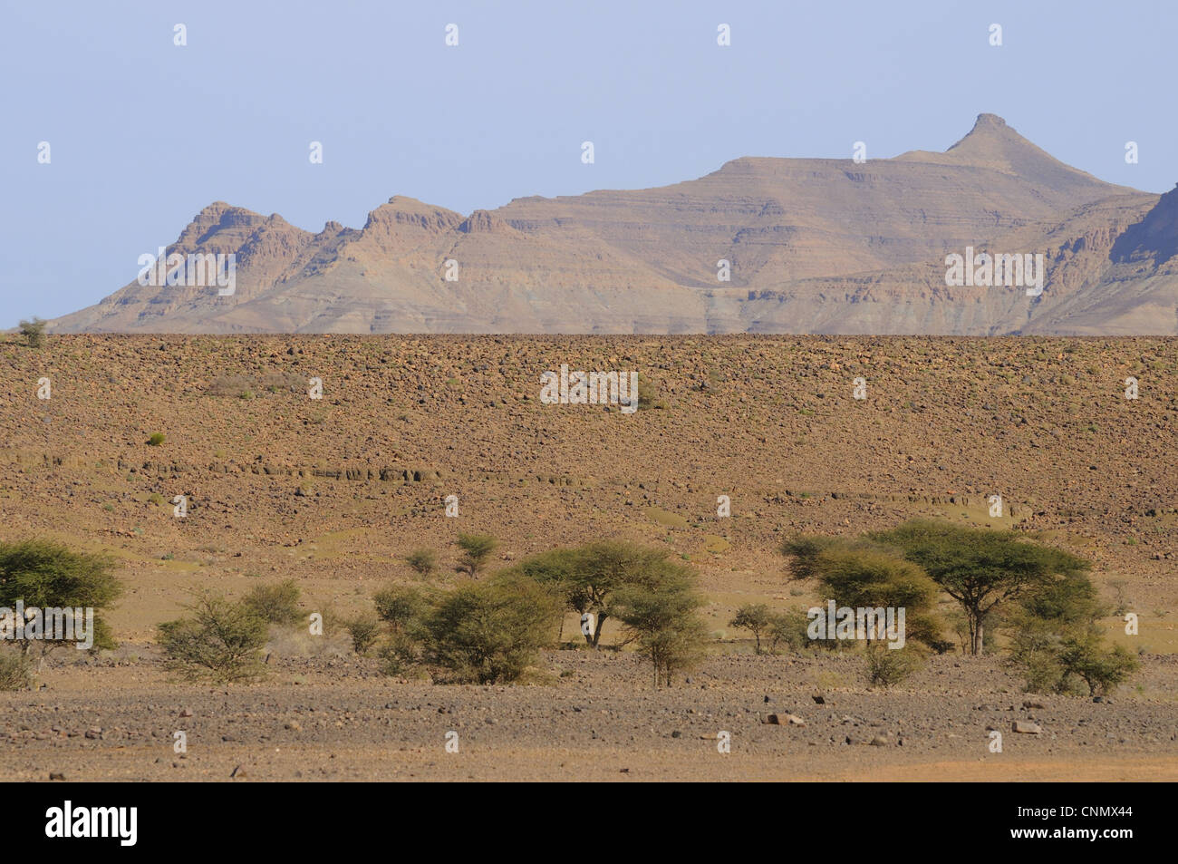 Vue de l'habitat du désert rocheux d'acacias, Tazzarine, Maroc, janvier Banque D'Images