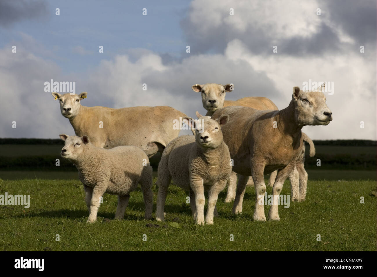 Les moutons domestiques, les brebis avec agneaux Loegel Jet, debout dans les pâturages, Carmarthenshire, Pays de Galles, mai Banque D'Images