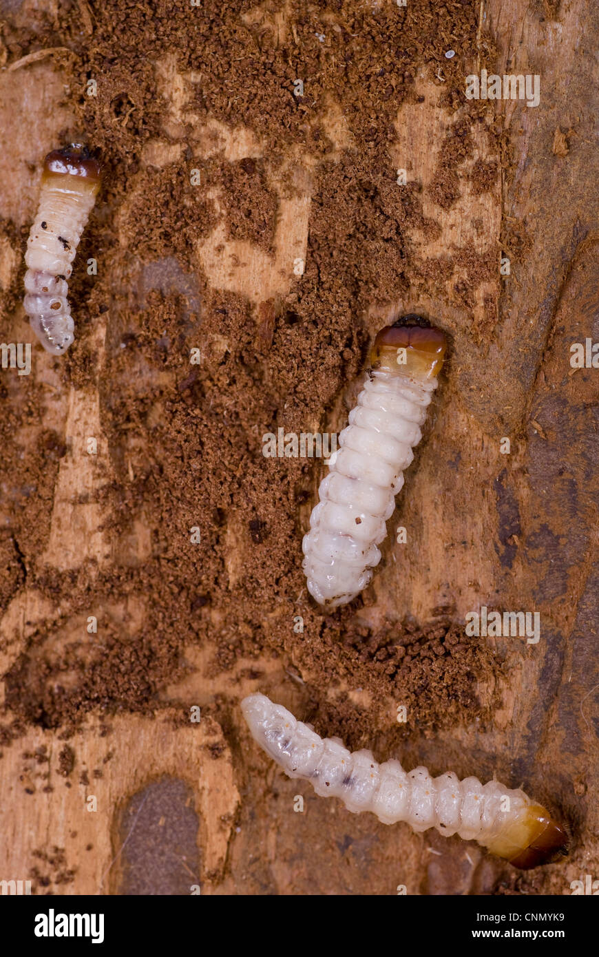 Peu woodworm Golf Polo marron se trouve sur l'écorce des arbres Banque D'Images