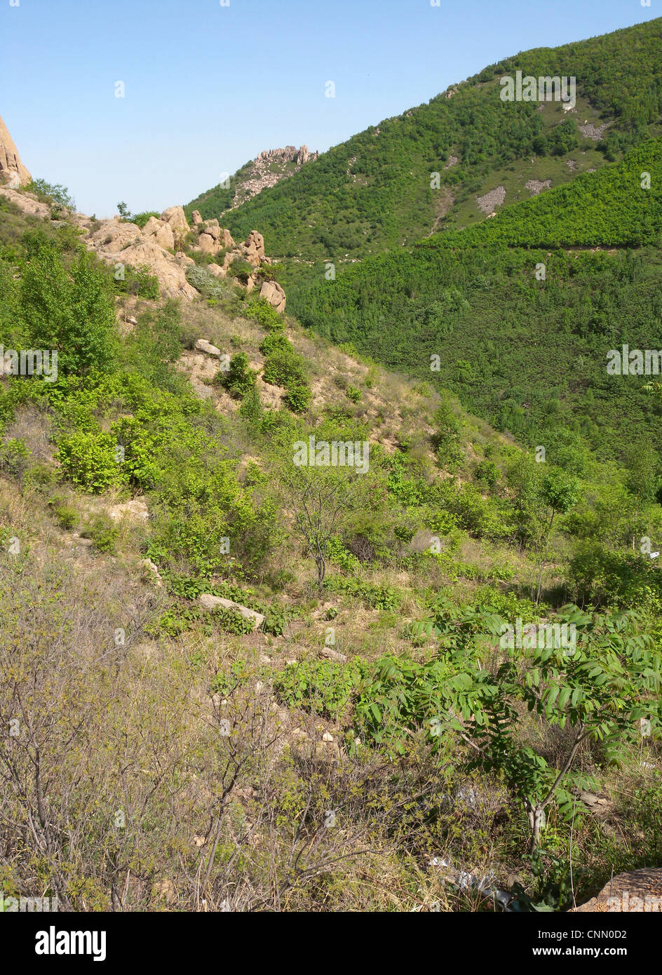 Vue sur les montagnes rocheuses de l'habitat sur scrub, Zushan Forest Park, Shenzhen, Chine, mai Banque D'Images