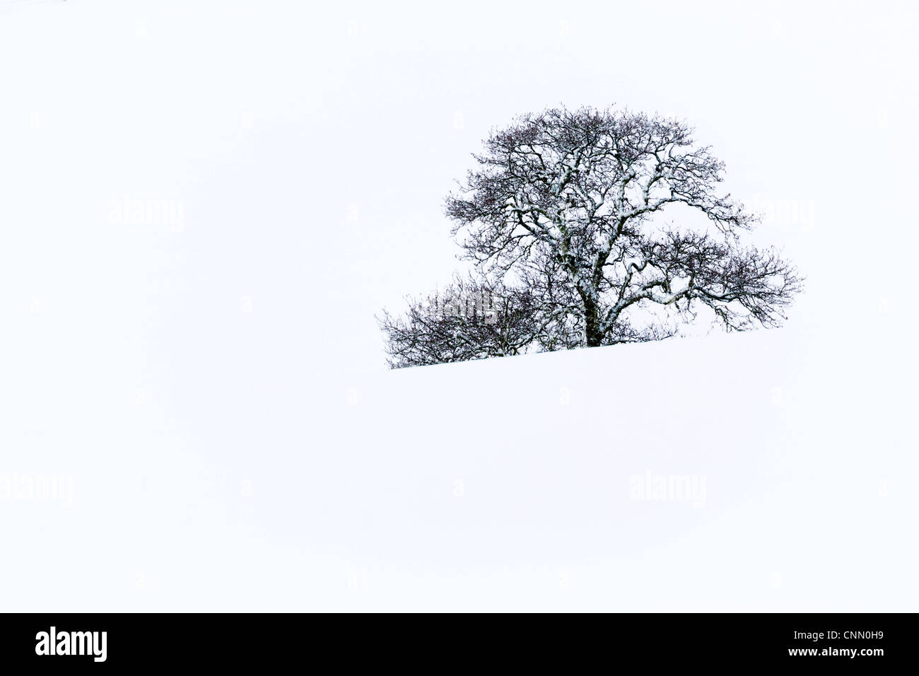 Arbre dans la neige ; Ecosse ; Royaume-Uni ; Cairngorms Banque D'Images