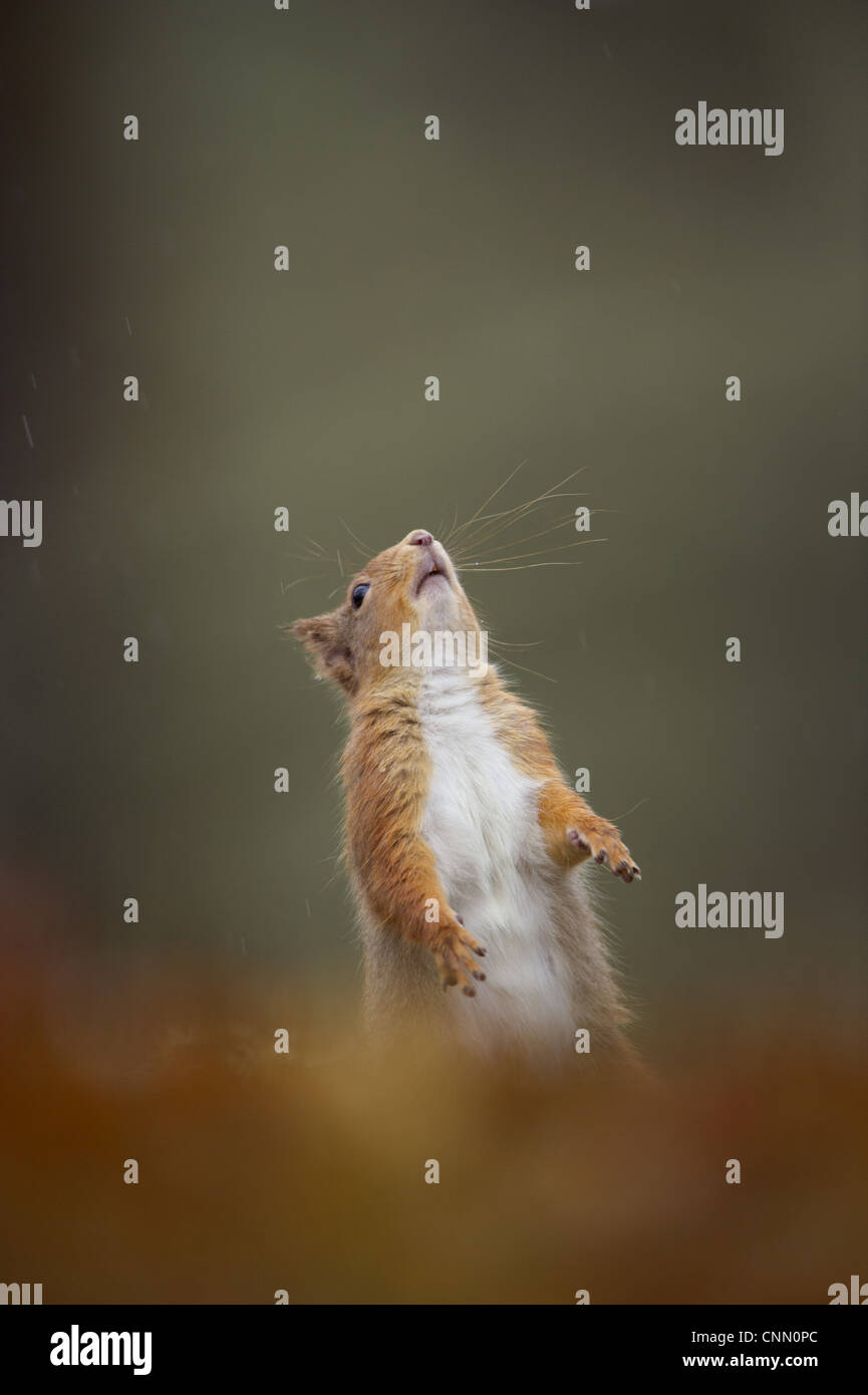 Eurasian Écureuil roux (Sciurus vulgaris) adulte, debout sur ses pattes dans la pluie, Cairngorm, N.P., Highlands, Ecosse, mars Banque D'Images