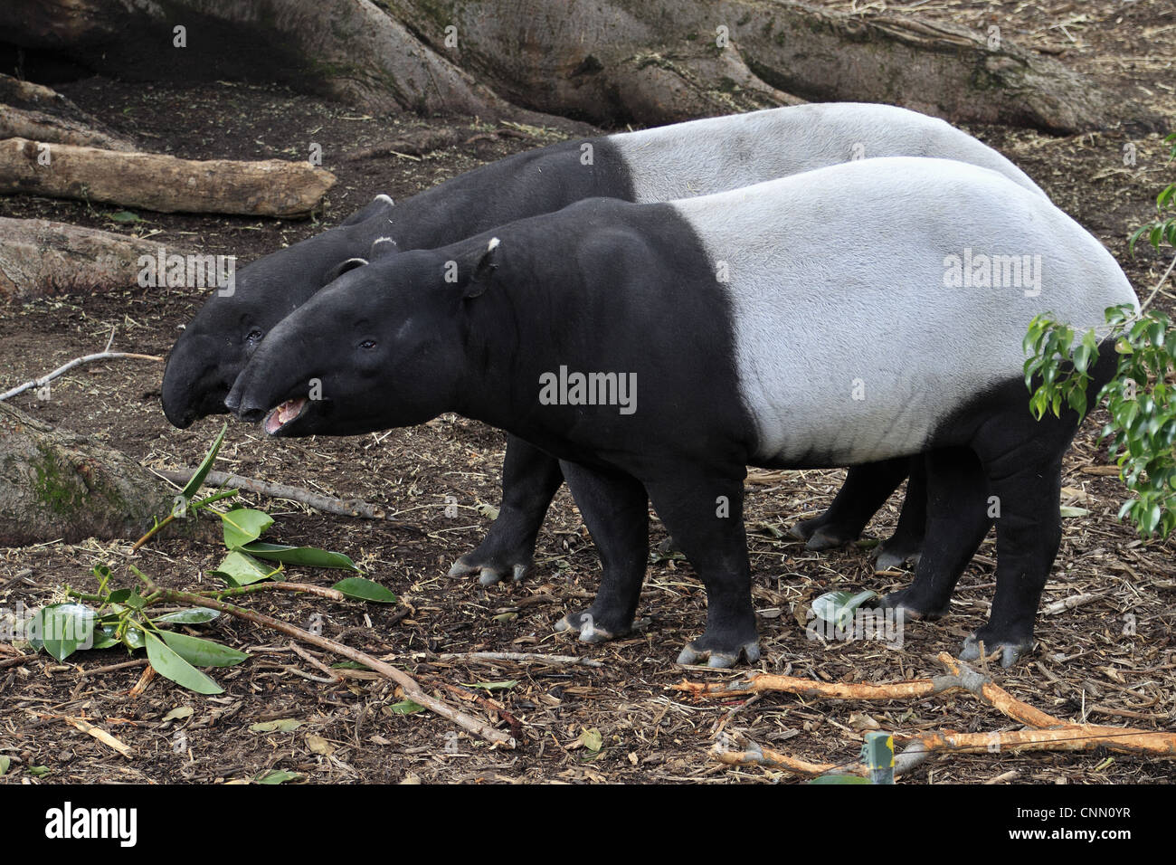 Tapir (Tapirus indicus) paire adultes, l'alimentation (captifs) Banque D'Images