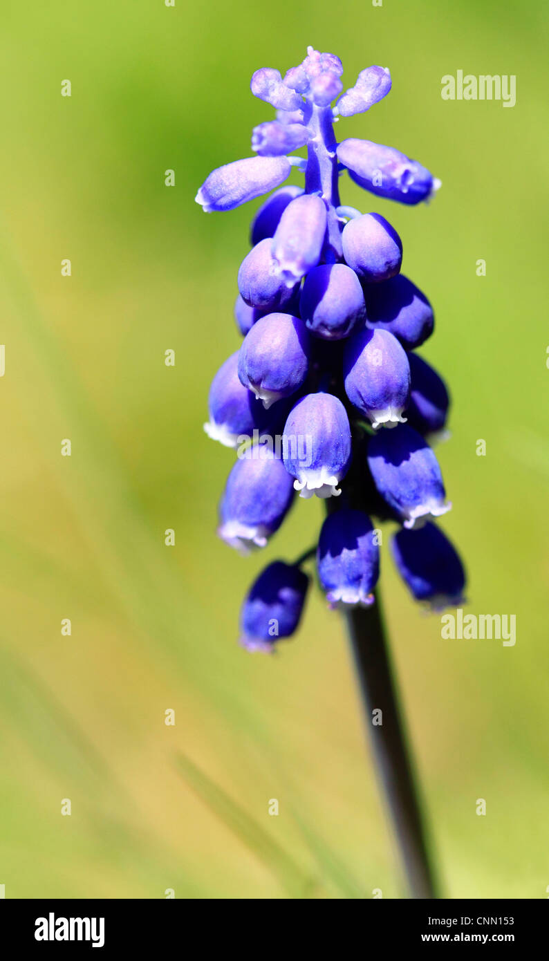 Grape Hyacinth (Muscari), Worcestershire, Angleterre, Europe Banque D'Images